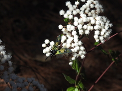 Chrysocale principalis