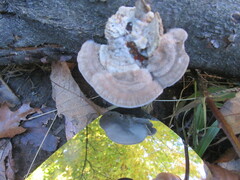 Trametes hirsuta
