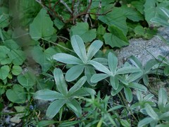 Alchemilla amphisericea