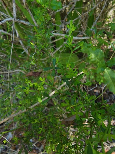 Niaragato (Zanthoxylum tragodes)