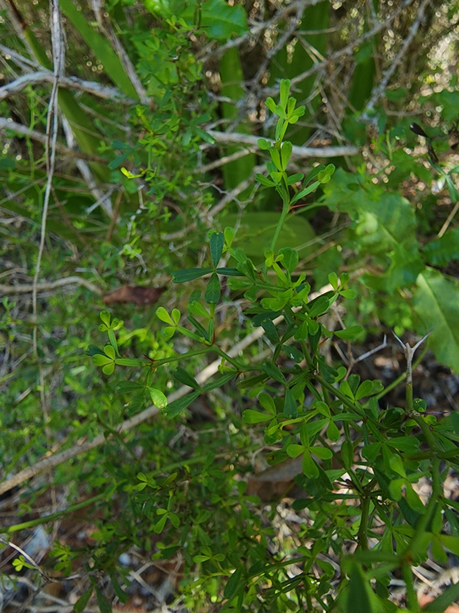 Niaragato (Zanthoxylum tragodes)