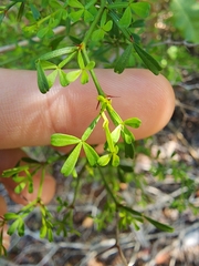 Zanthoxylum tragodes