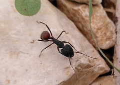 Camponotus cruentatus