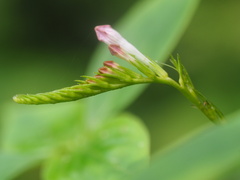 Spigelia
