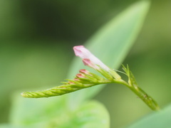 Spigelia