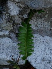 Polystichum lonchitis