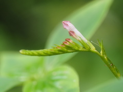 Spigelia