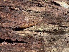 Megapallifera mutabilis