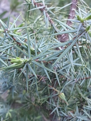 Juniperus oxycedrus