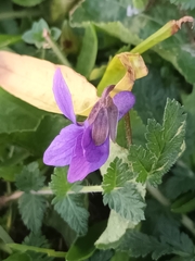 Viola odorata