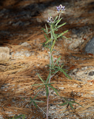 Lupinus pratensis