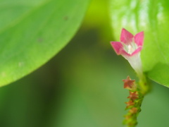 Spigelia