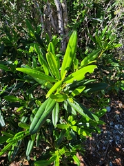 Leucocroton anomalus