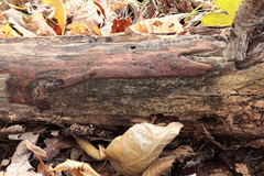 Hypoxylon macrocarpum