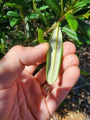 Leucocroton anomalus