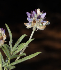 Lupinus pratensis