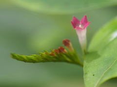 Spigelia