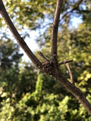 Eustala anastera