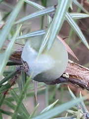 Juniperus oxycedrus