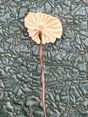 Marasmius bulliardii