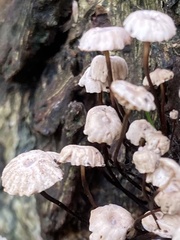 Marasmius bulliardii
