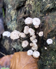 Marasmius bulliardii