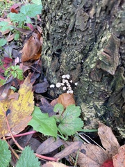 Marasmius bulliardii