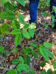 Croton origanifolius