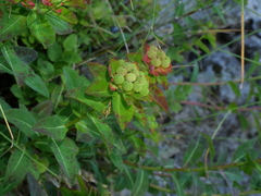 Euphorbia hyberna