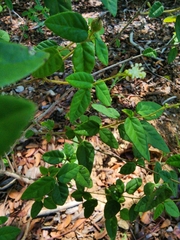 Croton origanifolius