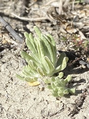 Helichrysum luteoalbum