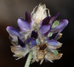 Lupinus pratensis