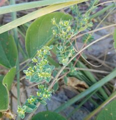 Euphorbia mesembryanthemifolia