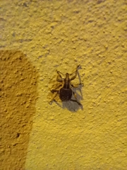 Brachypera zoilus