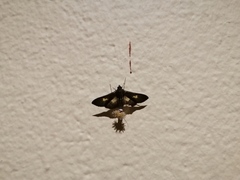Diaphania