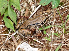 Leptodactylus mystacinus