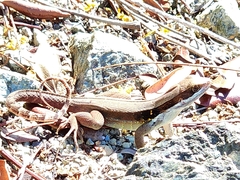 Leiocephalus macropus