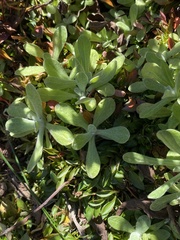 Helichrysum luteoalbum
