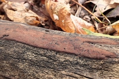 Hypoxylon macrocarpum