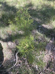Persoonia nutans