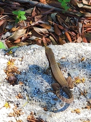 Leiocephalus macropus