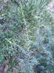 Juniperus oxycedrus