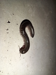 Ommatoiulus diplurus