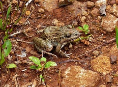 Leptodactylus fuscus