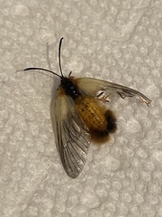 Pryeria sinica