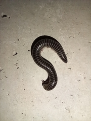 Ommatoiulus diplurus