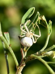 Zygometis xanthogaster