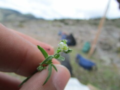 Arenaria lycopodioides