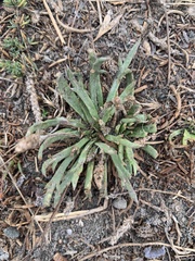 Plantago maritima