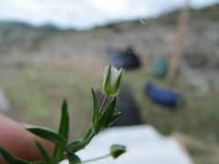 Arenaria lycopodioides